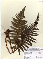 藏品(尖葉耳蕨)的圖片